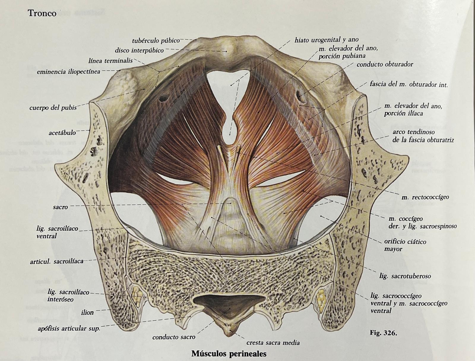 Hipopresivos suelo pélvico: anatomía y soporte visceral (Sobotta) Sobotta – Atlas de Anatomía Humana (lámina de suelo pélvico femenino / sistema urogenital).