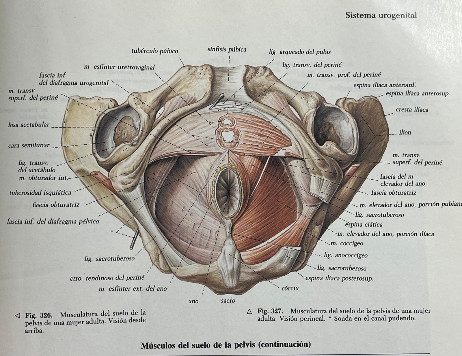 Hipopresivos suelo pélvico: elevador del ano y estabilidad pélvica. Musculatura del suelo pélvico femenino – anatomía profunda (Sobotta) Músculos perineales y elevador del ano (Sobotta): base anatómica para entender los hipopresivos. Y cómo funcionan los hipopresivos.