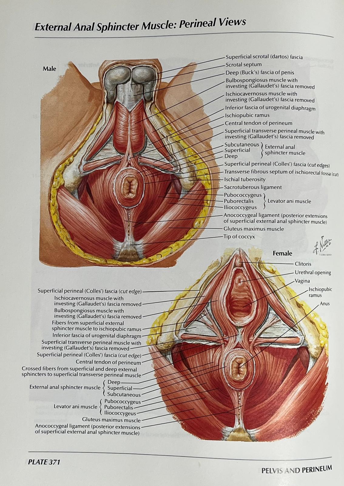 como funcionan los hipopresivos anatomia perineo netter plate 371 Netter – Atlas of Human Anatomy, Plate 371 (Pelvis and Perineum).